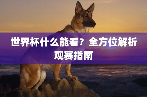 世界杯什么能看？全方位解析观赛指南金炬实业股份有限公司